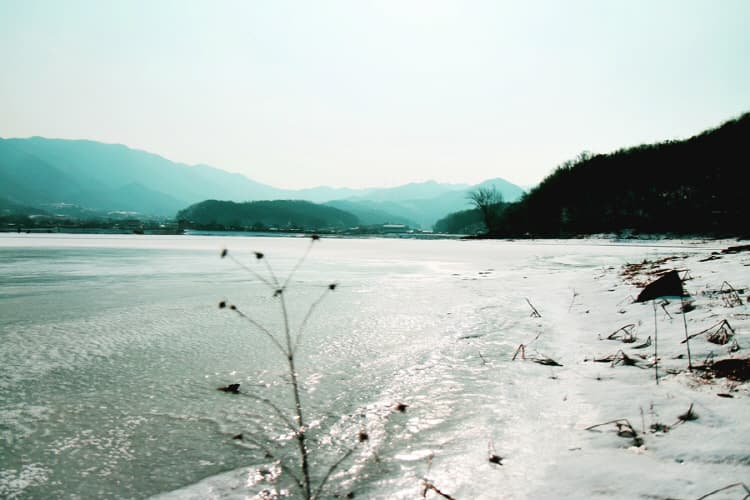 반려동물과 함께하는 천안 코스